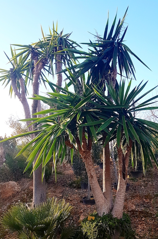 Yucca (Palme)