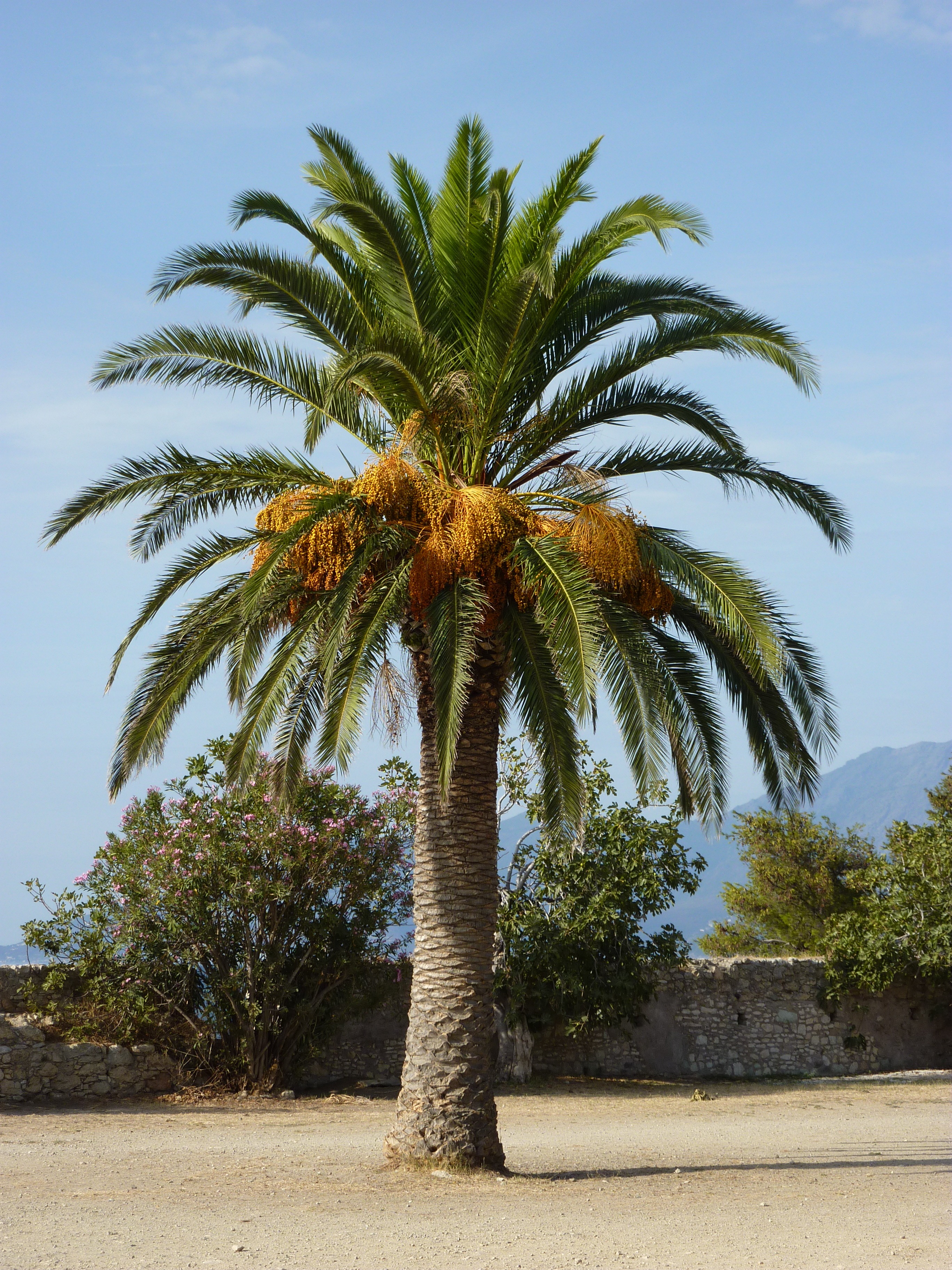 Kanarische Dattelpalme - www.Palmenservice-Mallorca.com
